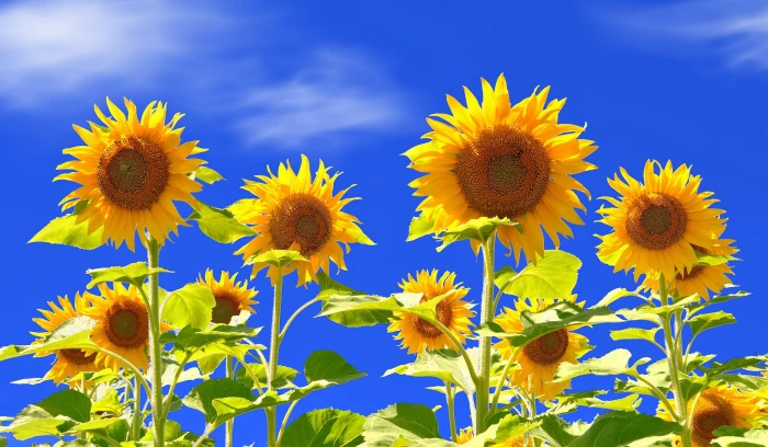 nature sunflowers plants flowering plant yellow freshness 2k