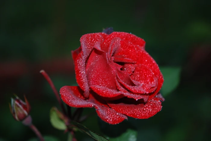 red rose flower drops plant nature blossom blooming roses 2k 4k