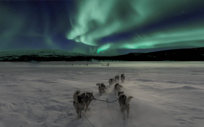 scenery of aurora Siberian huskies with sleigh harnesses walking on snow covered field during night 2k 4k 5k