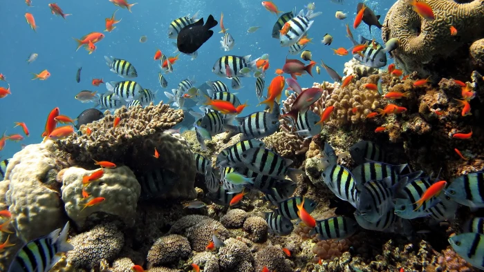 Nature Landscape Reef Sea Colorful Blue Water Fish 2k