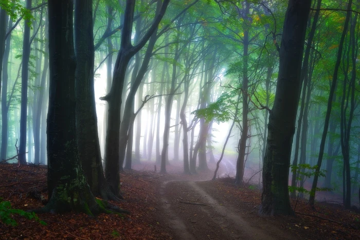 green leaf tree mist nature landscape path forest morning 2k