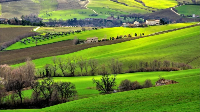 Italy landscape field trees hills nature green plant 2k