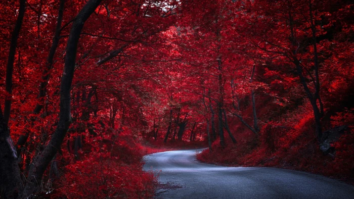 red forest autumn nature road tree leaves woody plant 2k