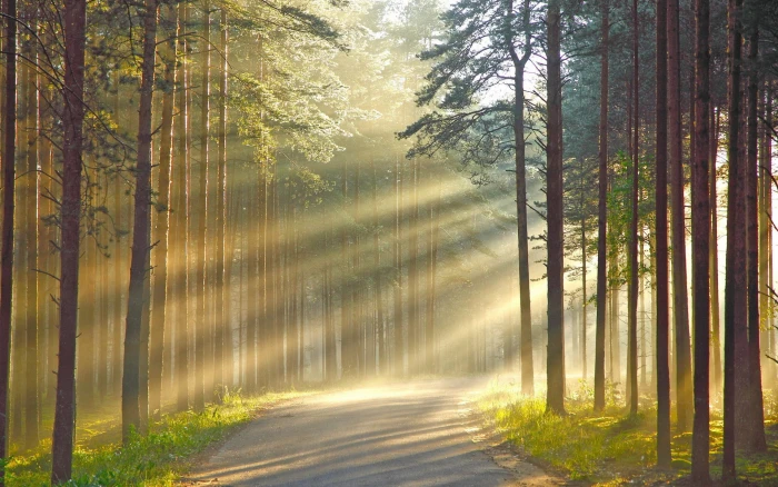 road between tall trees pathway in nature 2k