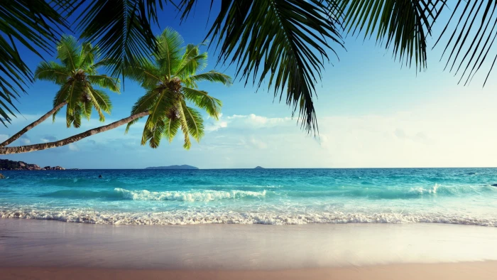 green coconut tree beach sand tropical island palm trees 2k