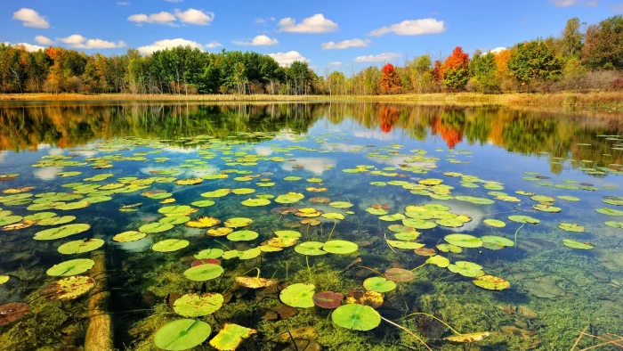 green water lilies lake plants trees clouds nature landscape 2k