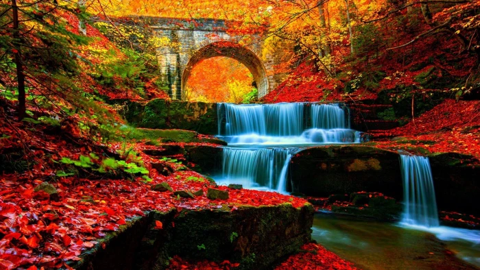 nature water leaves body of river autumn vegetation 2k