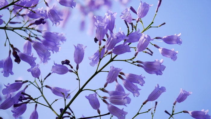 purple petaled flowers in closeup photography nature branch 2k