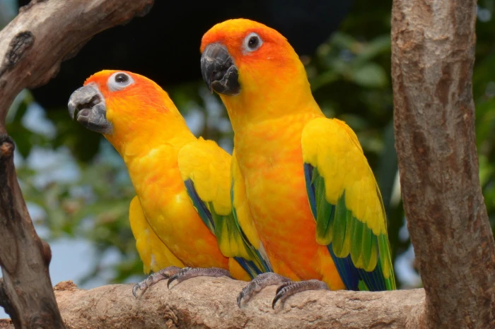 selective focus photography of two sun parakeets conures 2k