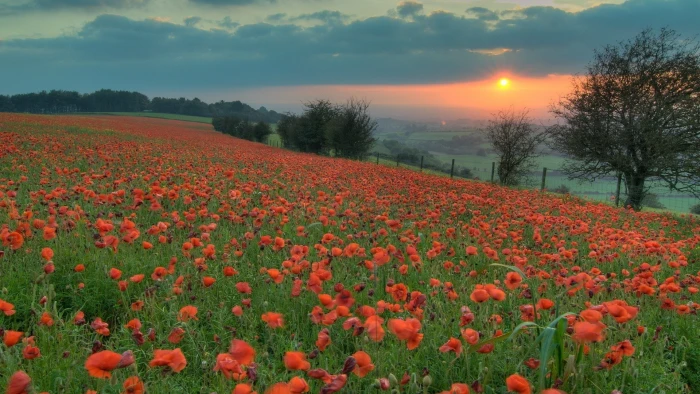 widescreen nature high resolution plant beauty in 2k