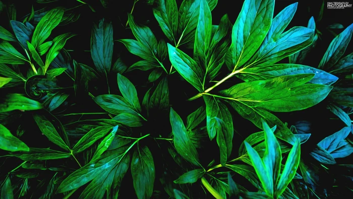green leaf plant nature leaves shadow plants part 2k