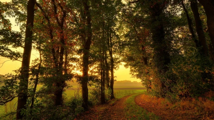 green trees nature forest leaves fall path branch mist 2k