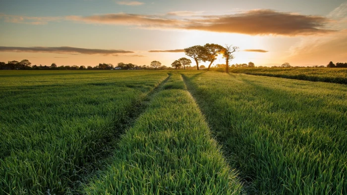 nature hd for pc download plant field landscape 2k