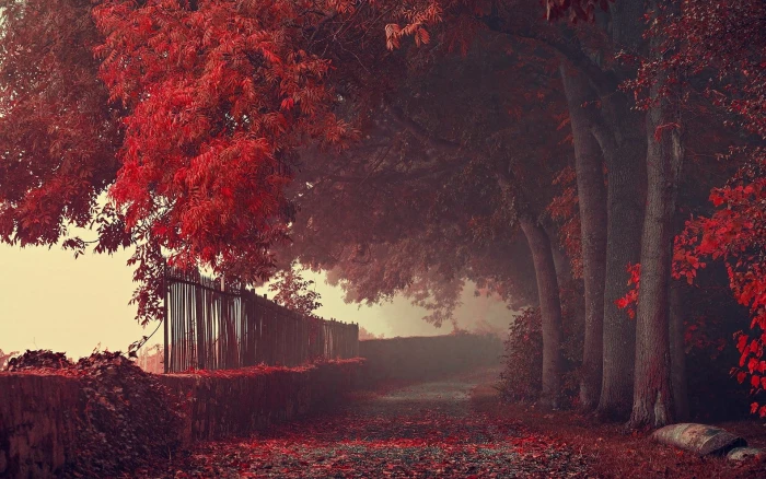 red leafed tree illustration forest trees nature landscape 2k