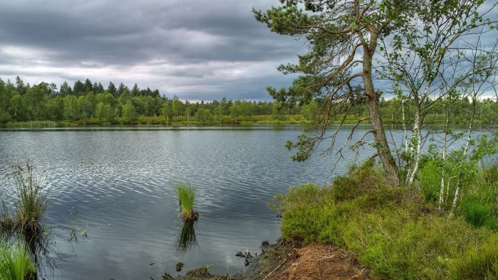 download nature background images plant water tree 2k