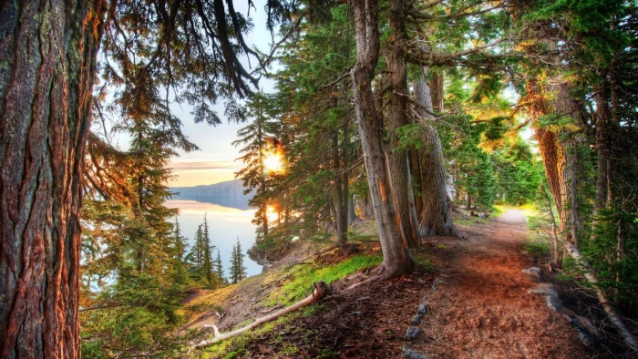 green leafed trees nature HDR landscape lake forest path 2k