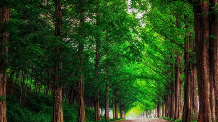 green nature tree plant color forest growth trunk 2k