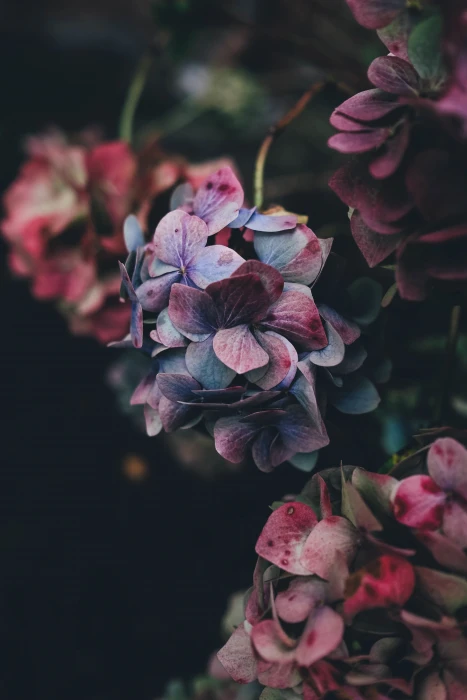 nature flowers hydrangea 2k