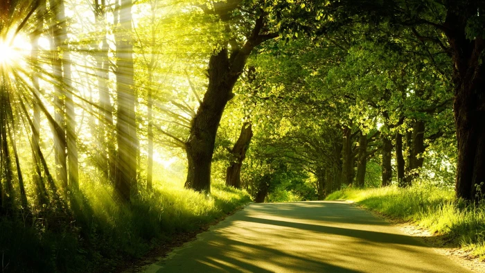 nature pathway forest landscape tree park grass outdoor 2k