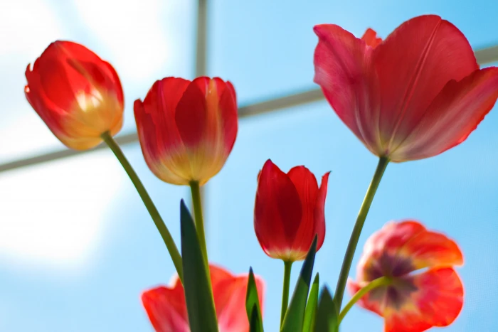 red flowers tulips colored pencil magazine cpm challenge 2k 4k