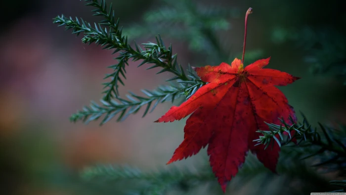 red maple leaf nature leaves plants plant part focus on foreground 2k 4k