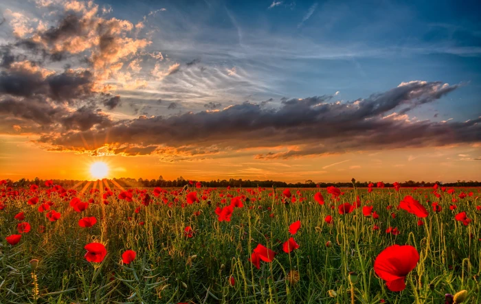 red poppy flower field the sun sunset flowers nature photo 2k