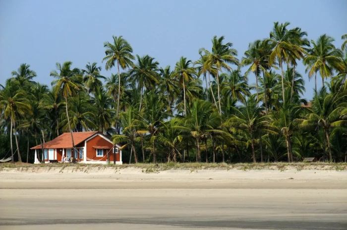 coconut tree field under blue sky Goa Beach House Sea Blue Sky 2k
