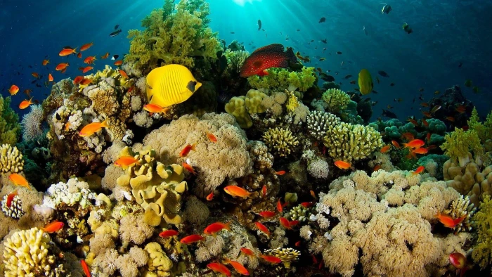 Coral Reef Exotic Fish nature coral reefs underwater sealife 2k