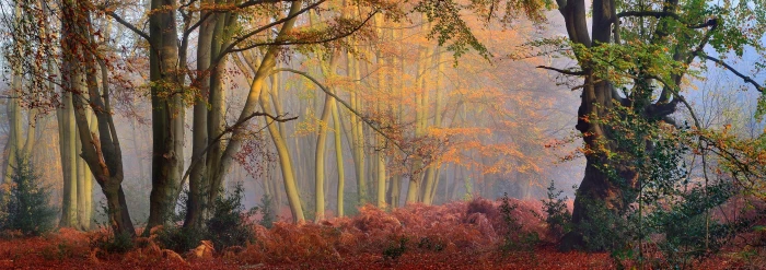 green lkeafed trees mist forest fall sun rays morning shrubs 2k