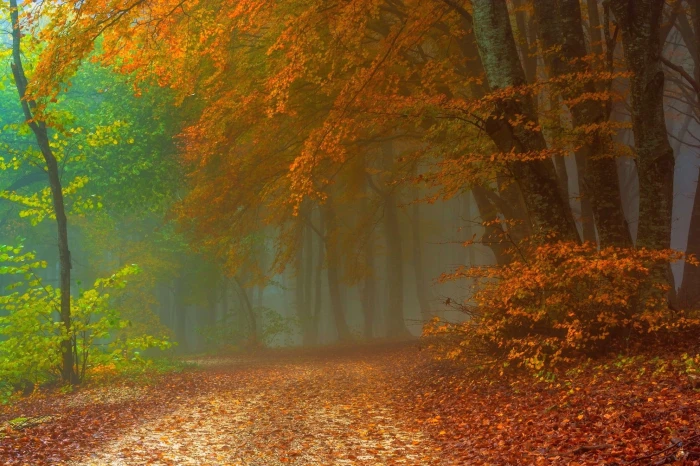 orange leafed trees photo of brown leaf at daytime path 2k