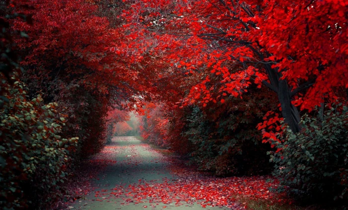 red trees path road fall nature landscape selective coloring 2k