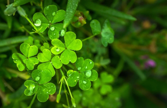 abstract clover dew good luck green herb leaf morning 2k 4k