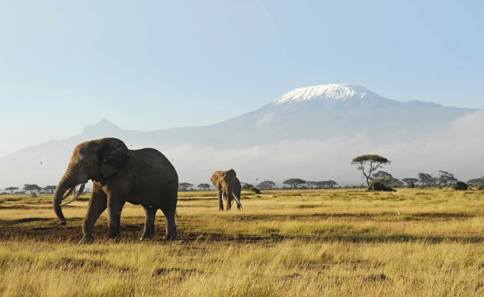 African Elephants HD Wallpaper elephant Animals Wild Mount 2k