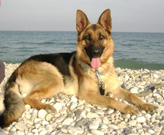 Aleman Animales Mascotas Pastor Perro dog canine pets 2k