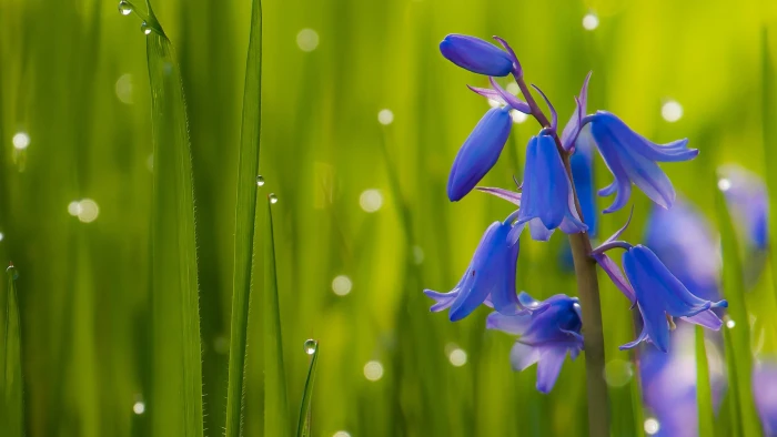 Bluebells Dark Blue Flowers Bells Green Grass Bluebell K Hd Desktop Wallpaper For Mobile Phones And Computer 2k 4k