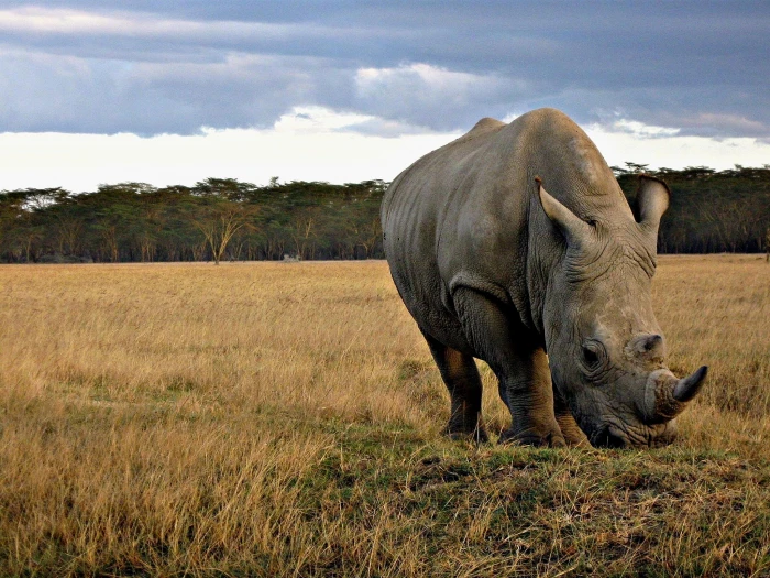 brown Rhino on green grass during daytime kenya nakuru 2k