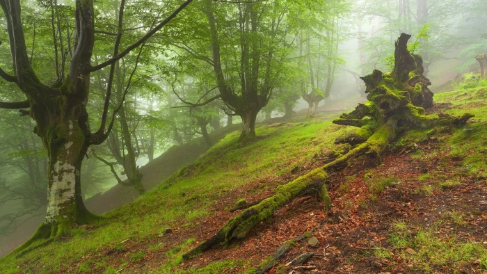 brown tree forest green grass near trees nature leaves branch 2k