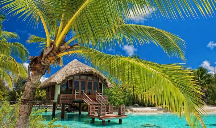 coconut tree palm trees resort beach tropical water bungalow 2k