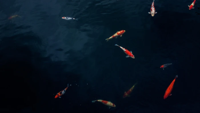 coi fish swim below the body of water koi pond carp outdoors 2k 4k 5k