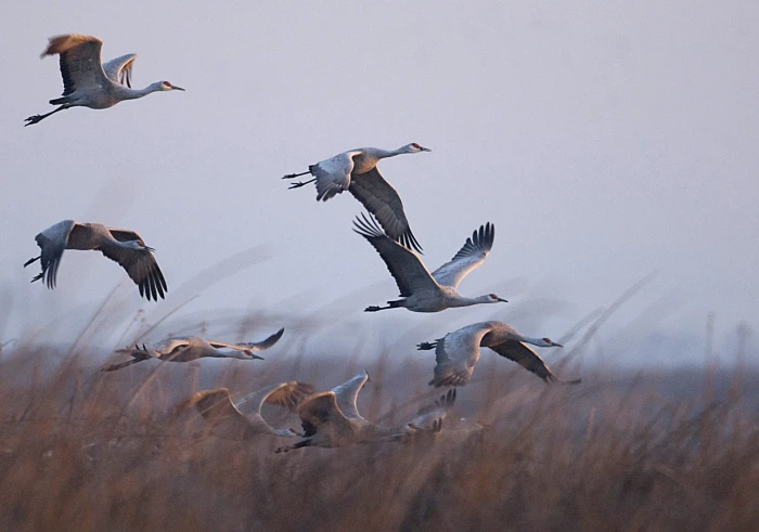 flock of gray birds flying during sunset Sunrise flight Sandhill Cranes 2k
