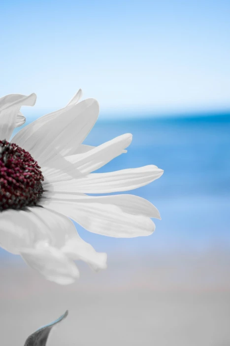 flowers beach white day blue sky lockscreen wallpaper 2k 4k
