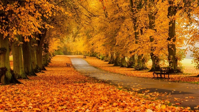 gray concrete pathway yellow trees in landscape photography 2k