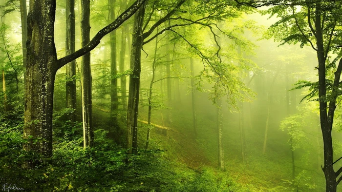 green leafed trees stand of during daytime nature landscape 2k