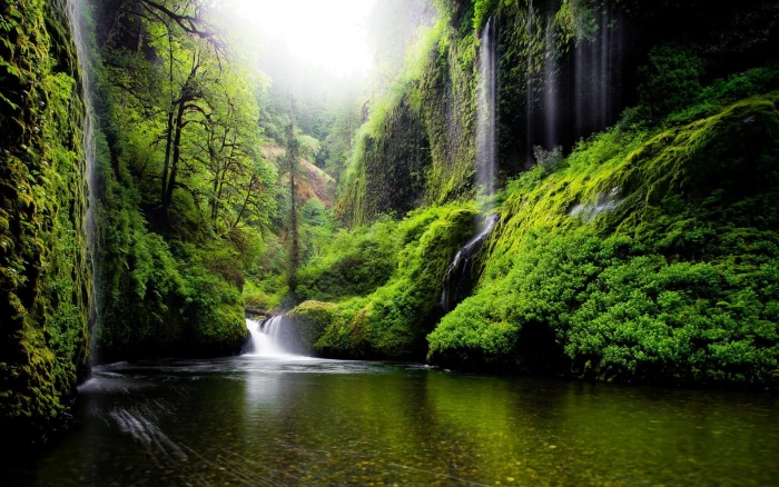 laptop backgrounds nature images tree water plant 72 2k