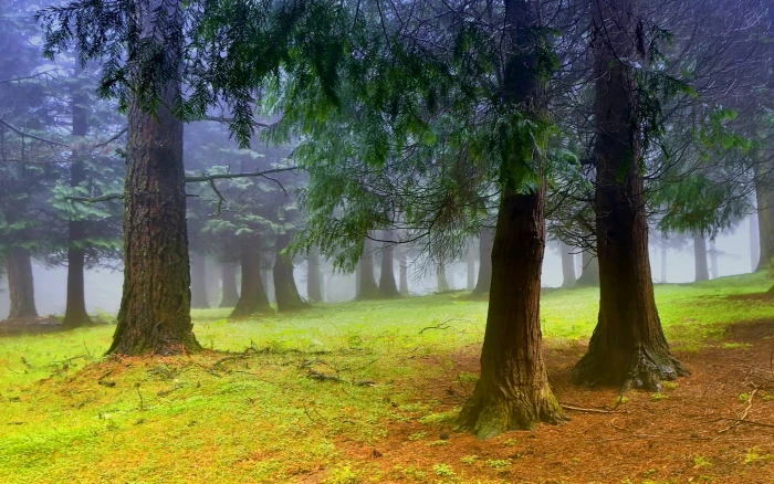 Nature scenery forest trees morning mist fog 2k
