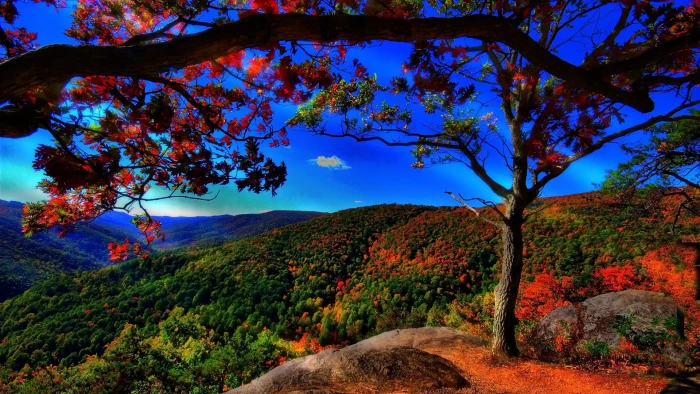 nature tree landscape sky forest trees grass season 2k