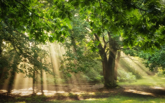 nature trees sunlight sun rays oak forest green 2k