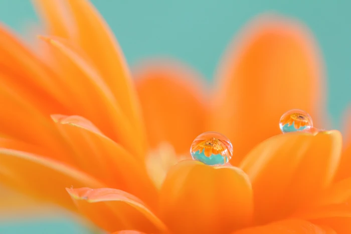 orange Daisy flower in bloom with dew drop gerbera 2k 4k 5k