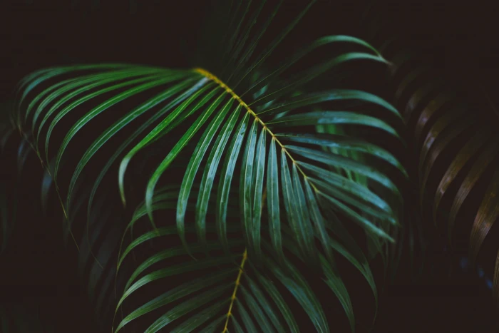 palm plant leaf frond green leaves nature tree 2k 4k 5k