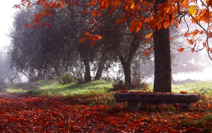 red leafed tree nature photography landscape park fall trees 2k
